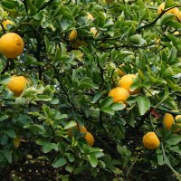 5 семена от Трилистен портокал / Див лимон (Poncirus trifoliata), снимка 1 - Стайни растения - 23857105