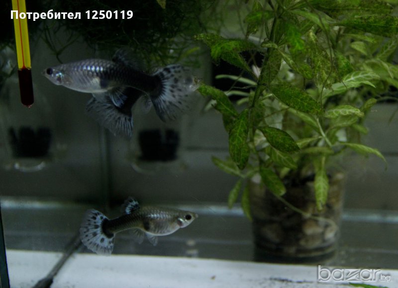 продавам анцуструси  по 2,5  лв и растения по 1-6 лв., снимка 1