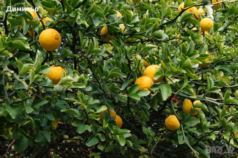 5 семена от Трилистен портокал / Див лимон (Poncirus trifoliata), снимка 1