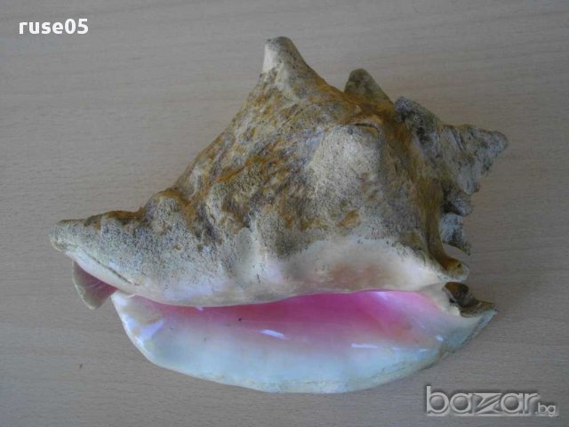 Раковина - 3, снимка 4 - Други ценни предмети - 14605068