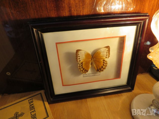 Стар красив екземпляр на китайска пеперуда Stichophthalma howqua, снимка 6 - Декорация за дома - 22626176
