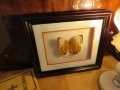 Стар красив екземпляр на китайска пеперуда Stichophthalma howqua, снимка 6