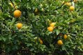 5 семена от Трилистен портокал / Див лимон (Poncirus trifoliata)