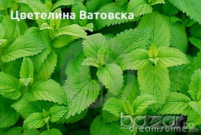 Продавам семена етерично маслени култури