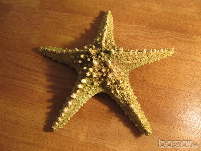голяма красива  морска звезда  - 28 см. - красота от природата !, снимка 1