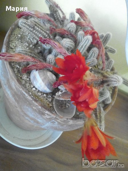 Кактус, снимка 1