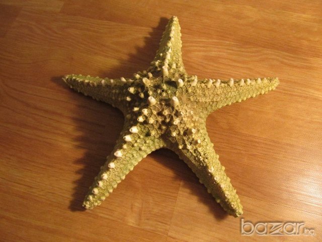 голяма красива  морска звезда  - 28 см. - красота от природата !, снимка 1 - Декорация за дома - 19818990