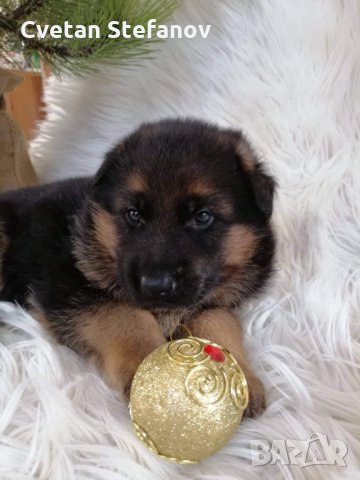 Развъдник за чистокръвни немски овчарки, снимка 17 - Немска овчарка - 15004158