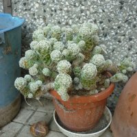 Продавам кактуси различни видове, снимка 1 - Градински цветя и растения - 21422494