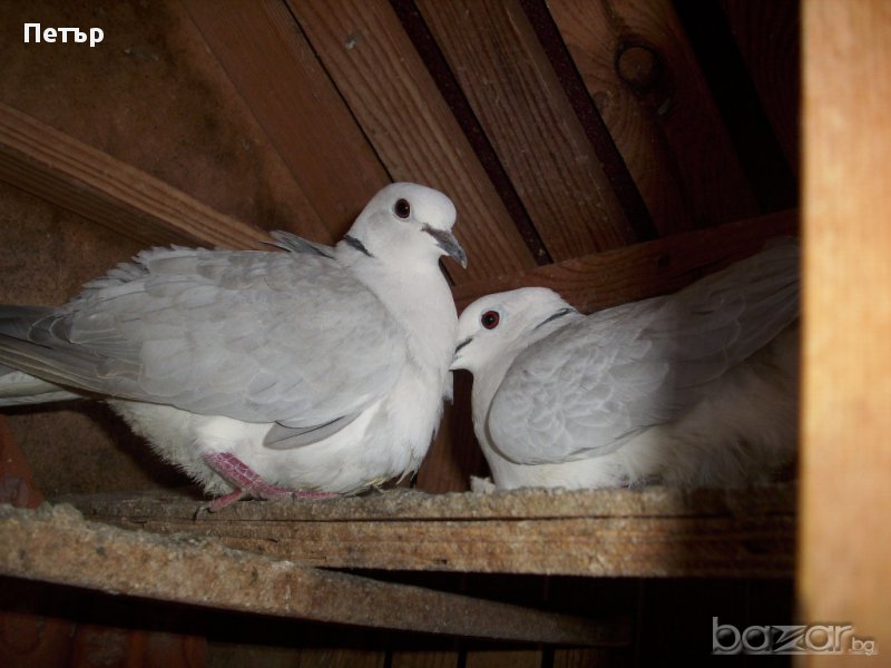 продавам гургулици различни цветове, снимка 1