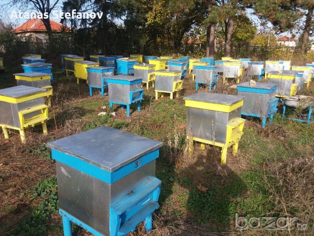 пчелни семейства, снимка 2 - Други - 20345298