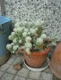 Продавам кактуси различни видове, снимка 1 - Градински цветя и растения - 21422494