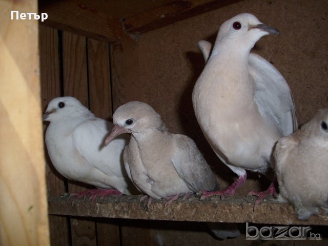 продавам гургулици различни цветове, снимка 6 - други­ - 18168414