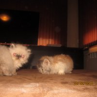 Сладки малки персийски пухчета, снимка 4 - Персийска - 21986797