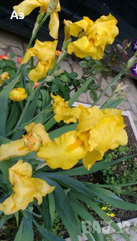 продавам луковици на цветя Ирис - 10 вида български редки сортове, снимка 11 - Сортови семена и луковици - 18321374