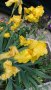 продавам луковици на цветя Ирис - редки сортове, снимка 12