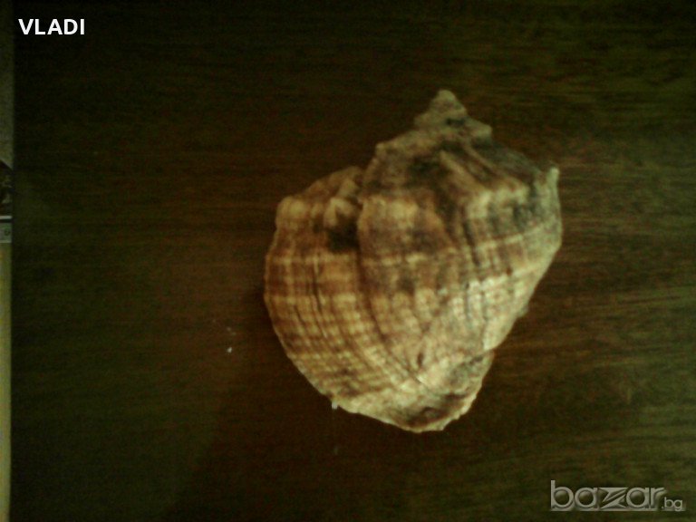 Рапан, снимка 1