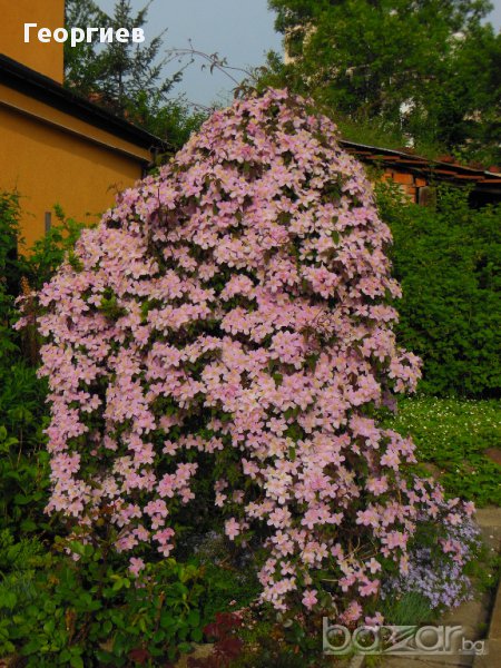 Розов клематис с аромат на ванилия, снимка 1