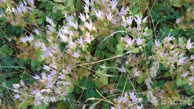 Продавам цветя за бордюр - 4 вида, снимка 12 - Сортови семена и луковици - 21696387