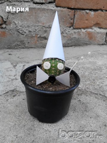 Коледен подарък-кактус с декорация, снимка 4 - Стайни растения - 11177812