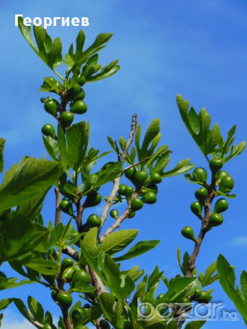 Фиданки смокиня, сорт Ficus carica Kadota bianco, мъжки, снимка 3 - Стайни растения - 11542887