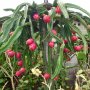 200 семена 4 ароматни екзотични вида питая редки драконови плодове от кактус, снимка 9