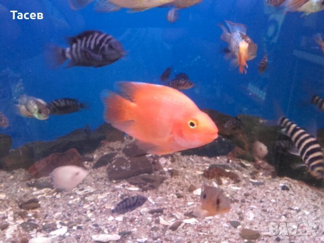 Риба червен папагал , снимка 4 - Рибки - 21943893