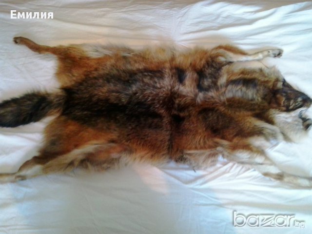 Обработени кожи от чакал, снимка 3 - Други - 12906572