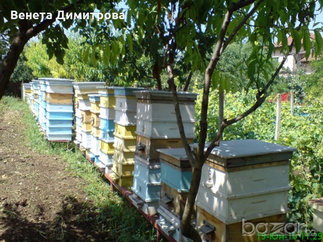 Натурален, пчелен мед 2023., снимка 2 - Други стоки за дома - 18377527