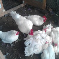 Бяло Брезе-оплодени яйца,_много добра носачка 250 _280 яйца до 70 грама с уникално вкусно месо , снимка 7 - Кокошки и пуйки - 24127501