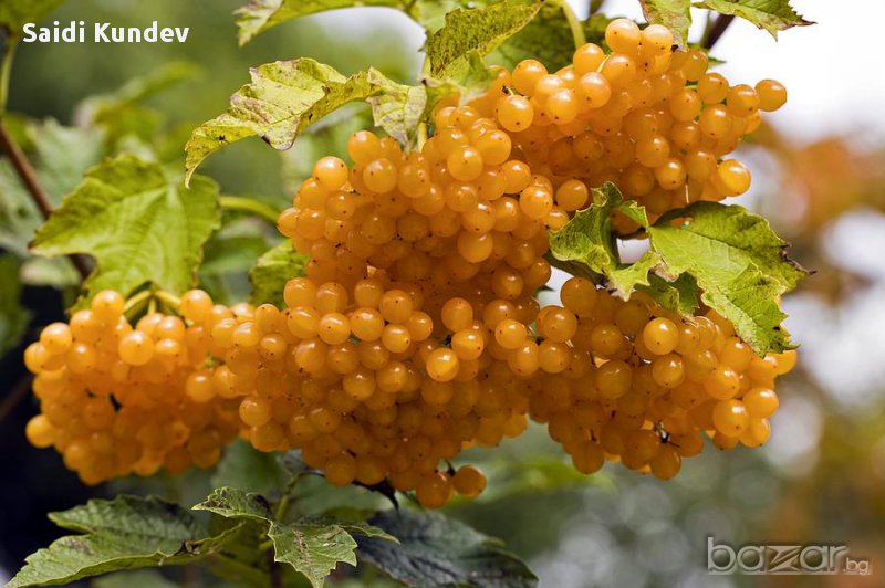 Жълта калина(viburnum opulus xanthocarpum), снимка 1
