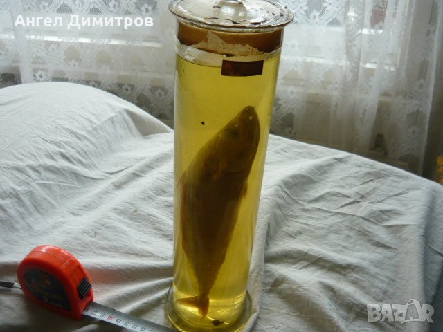 Соц. препарирана риба във вода