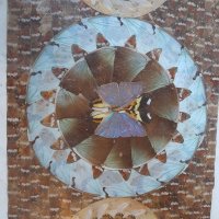 Колаж от крила на пеперуди, снимка 1 - Други ценни предмети - 18622831