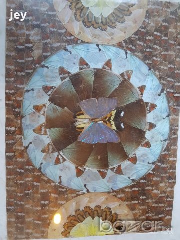 Колаж от крила на пеперуди, снимка 1