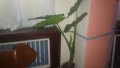 Петлистник,Хибискус,Дървото на живота, снимка 1 - Стайни растения - 21427609