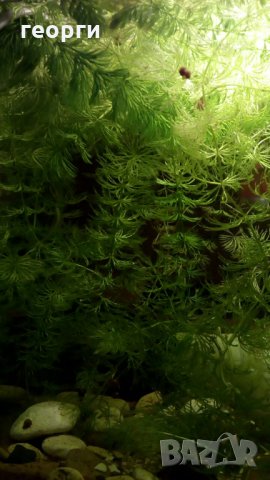 Водорасли за аквариум  Роголистник (лисича опашка) растения, снимка 2 - Аквариуми - 22263626