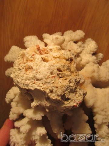 огромен красив  естествен морски корал  - 24 см. - красота от природата !, снимка 3 - Декорация за дома - 19818889