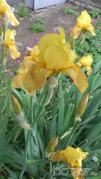 продавам луковици на цветя Ирис - 10 вида български редки сортове, снимка 1