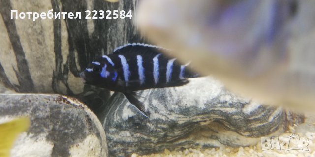 Рибки Африкански цихлиди!, снимка 3 - Рибки - 25023337
