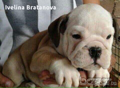 Английски булдог , снимка 4 - Английски булдог - 16041764