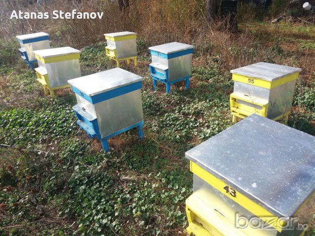 пчелни семейства, снимка 1 - Други - 20345298