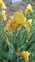 продавам луковици на цветя Ирис - редки сортове, снимка 1 - Сортови семена и луковици - 18321374