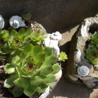 Алпийска роза (sedum Sempervivum)  , снимка 7 - Градински цветя и растения - 8358949