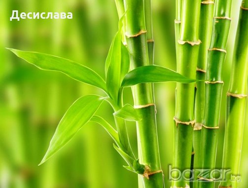 Бамбук / Bambusa aspera , снимка 1