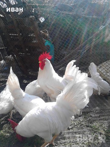 разплодни яйца от легхорн, снимка 4 - други­ - 16386746