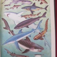 1983 год. Книга за животните и рибите Русия, снимка 5 - Други - 24608150
