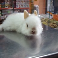Продавам мини зайче, снимка 5 - Декоративни зайчета - 17581116