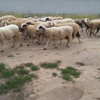 Овце и кочове