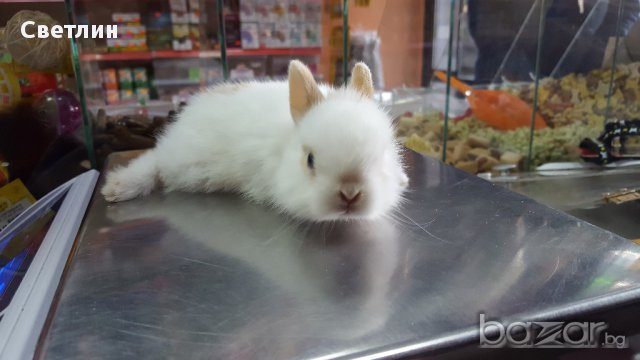 Продавам мини зайче, снимка 5 - Декоративни зайчета - 17581116