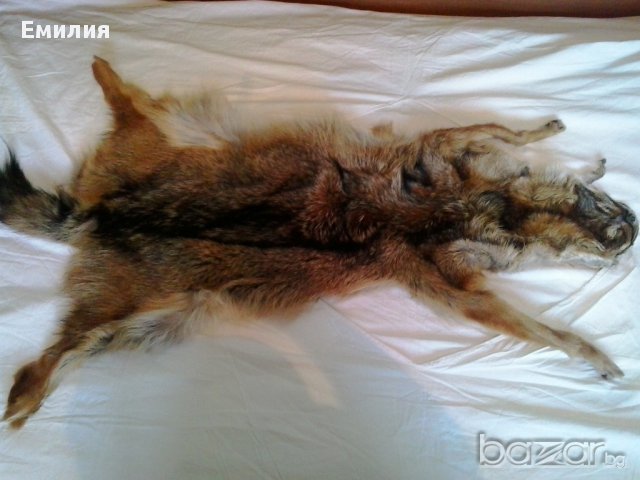 Обработени кожи от чакал, снимка 2 - Други - 12906572